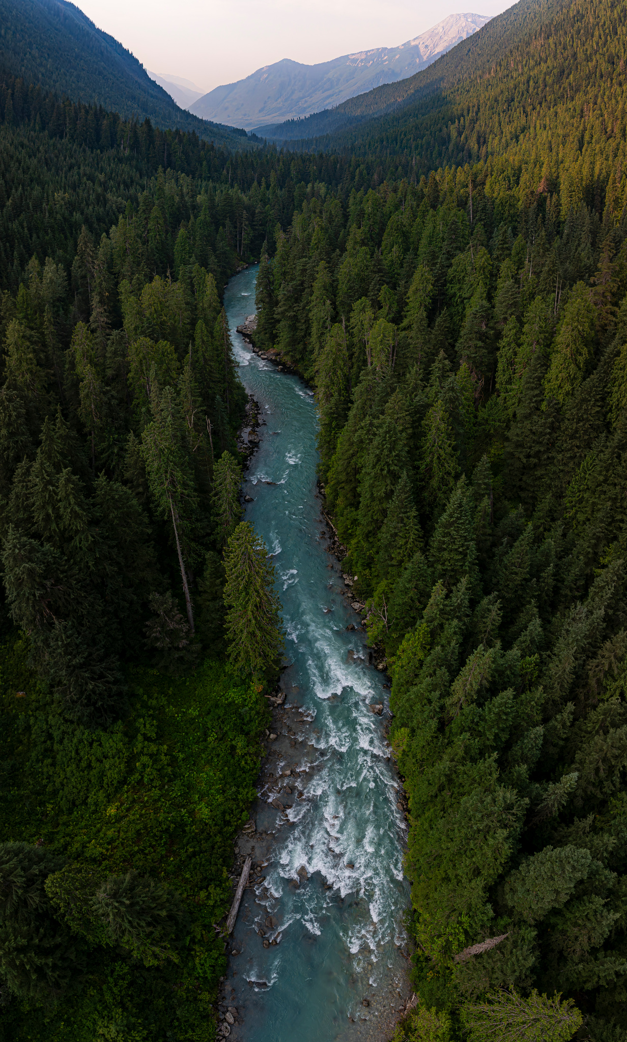 The river running white through the forest