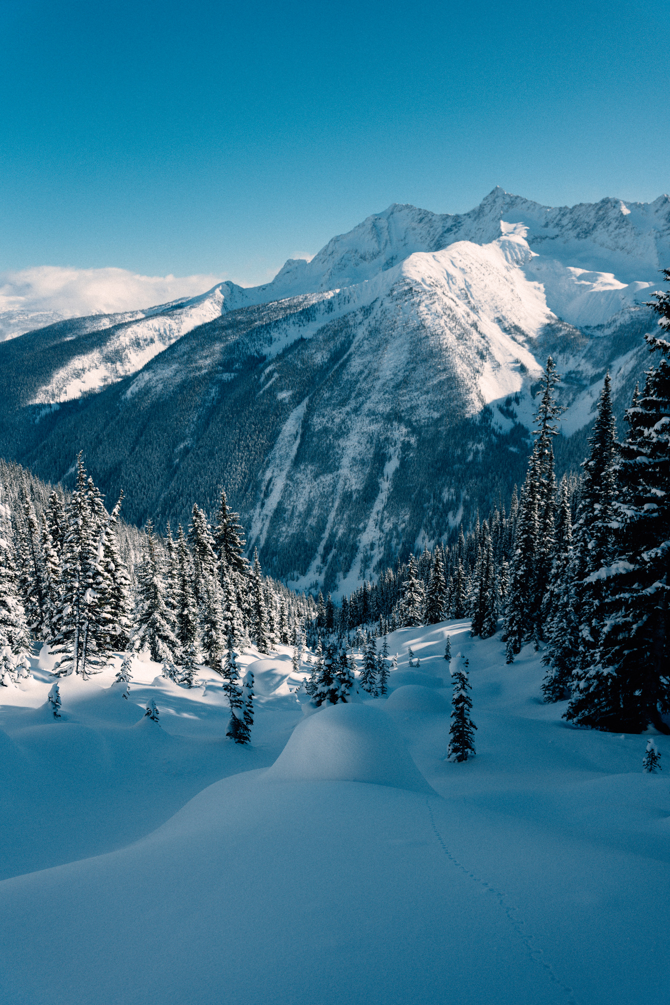 Fresh snow in the firs below a sunlit peak