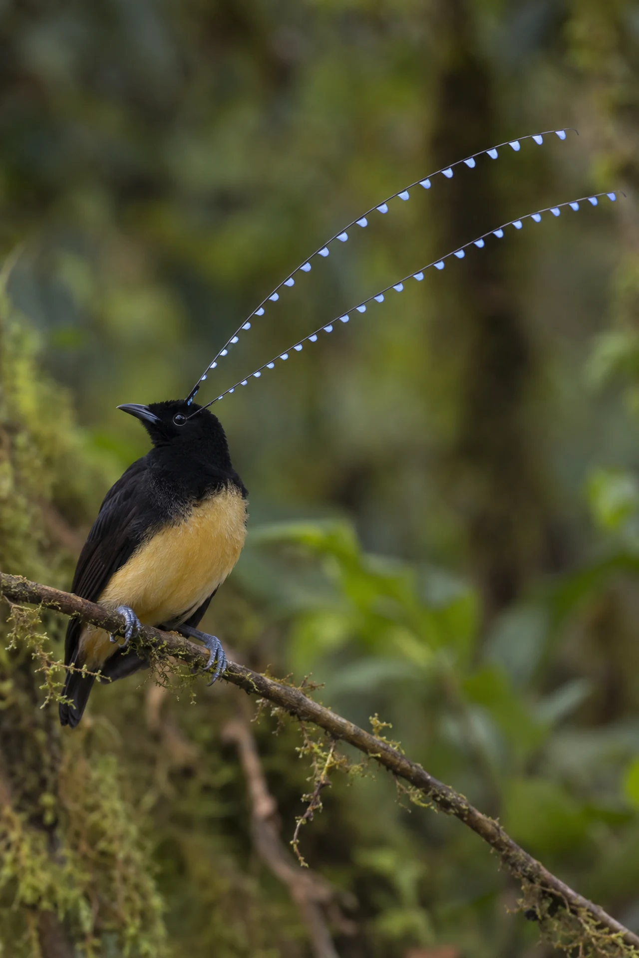 Male King of Saxony bird-of-paradise with two long head plumes