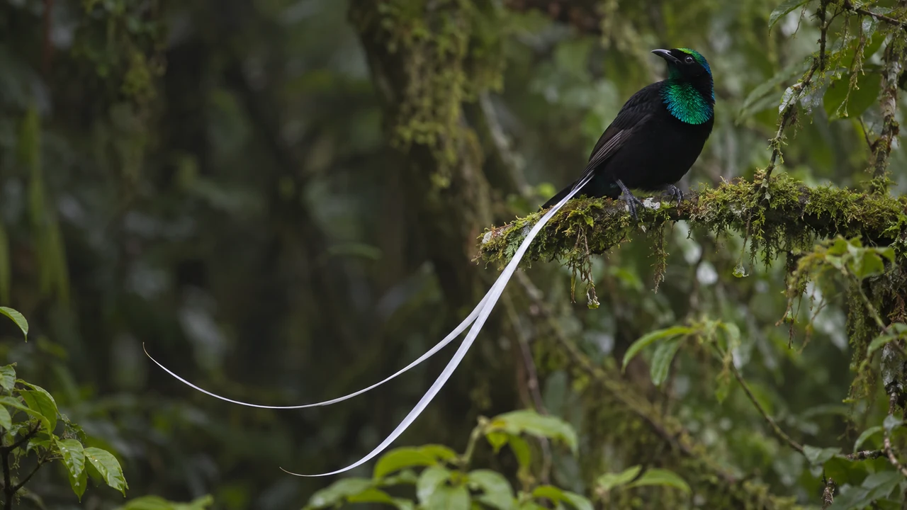 Ribbon-tailed astrapia in montane forest