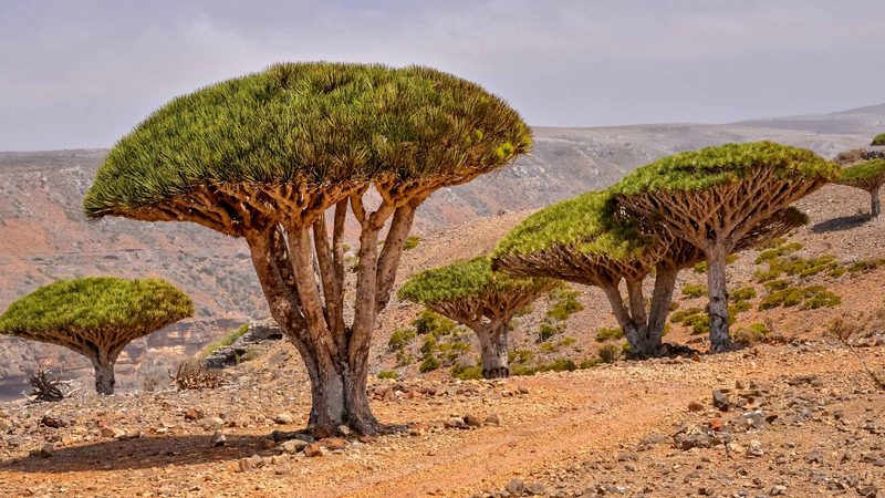 Socotra Island Travel Guide
