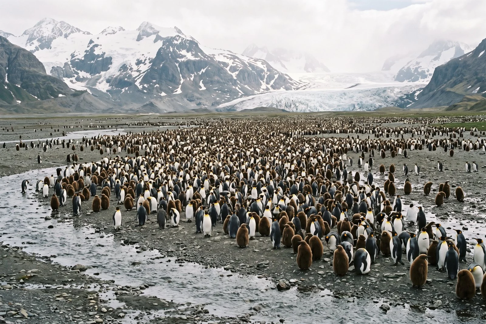 King penguins on the coastal plain of South Georgia