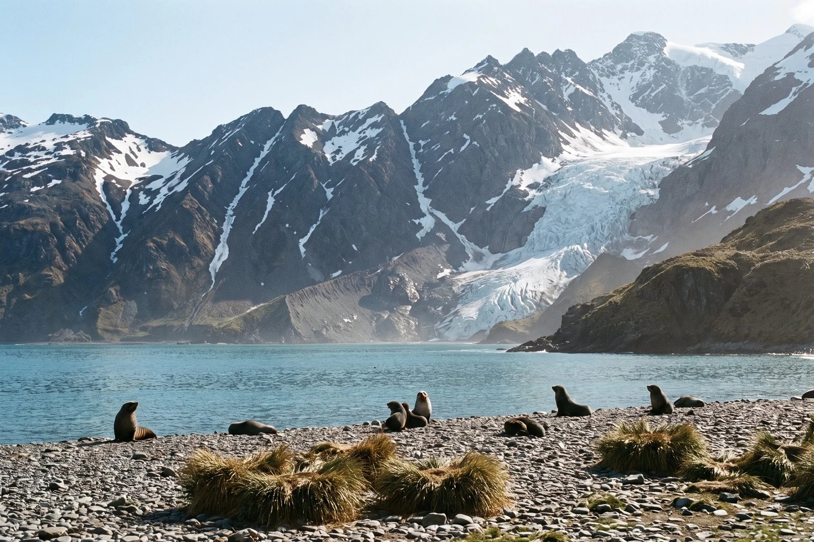 The mountains and glaciated coast of South Georgia