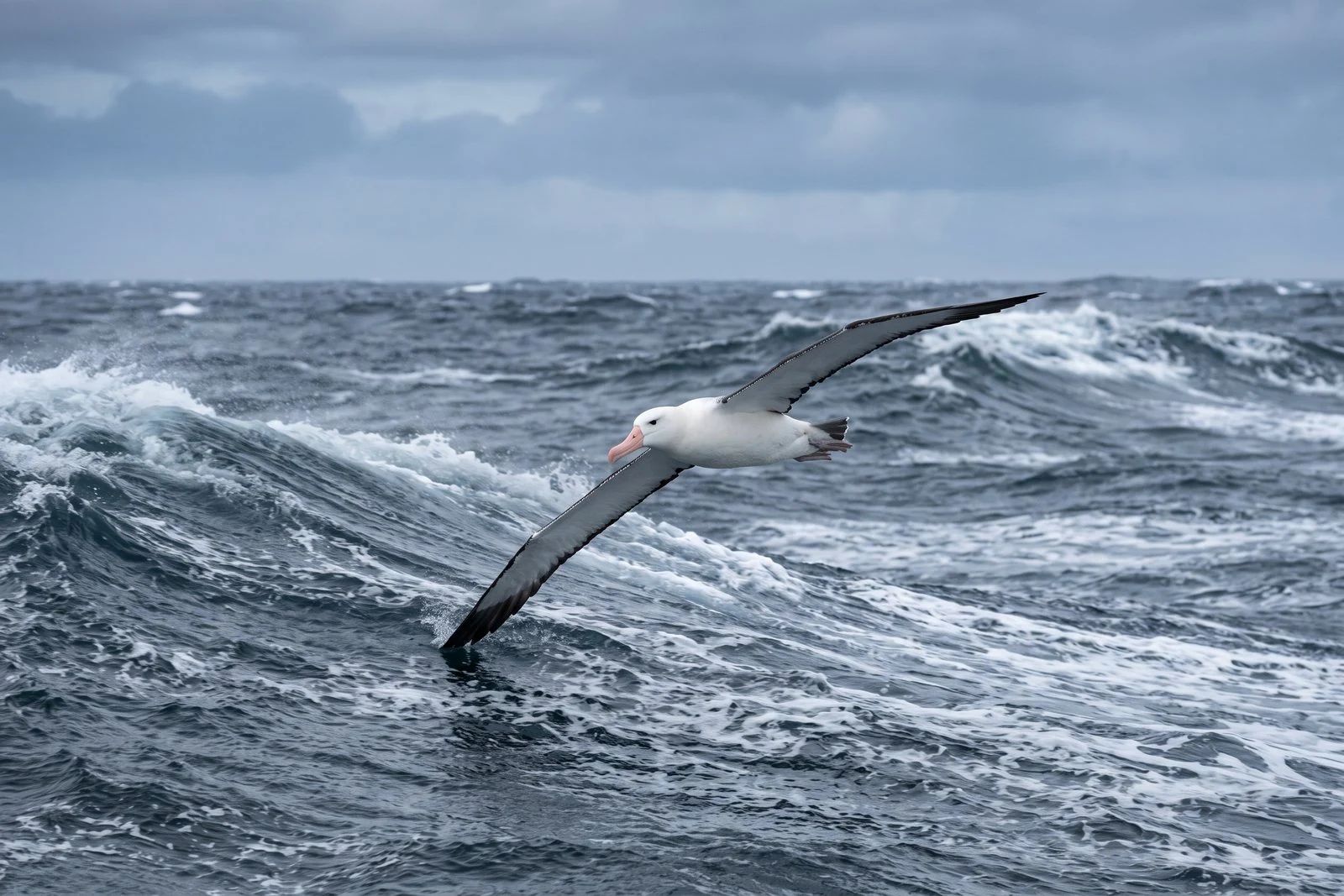 A wandering albatross above the Southern Ocean