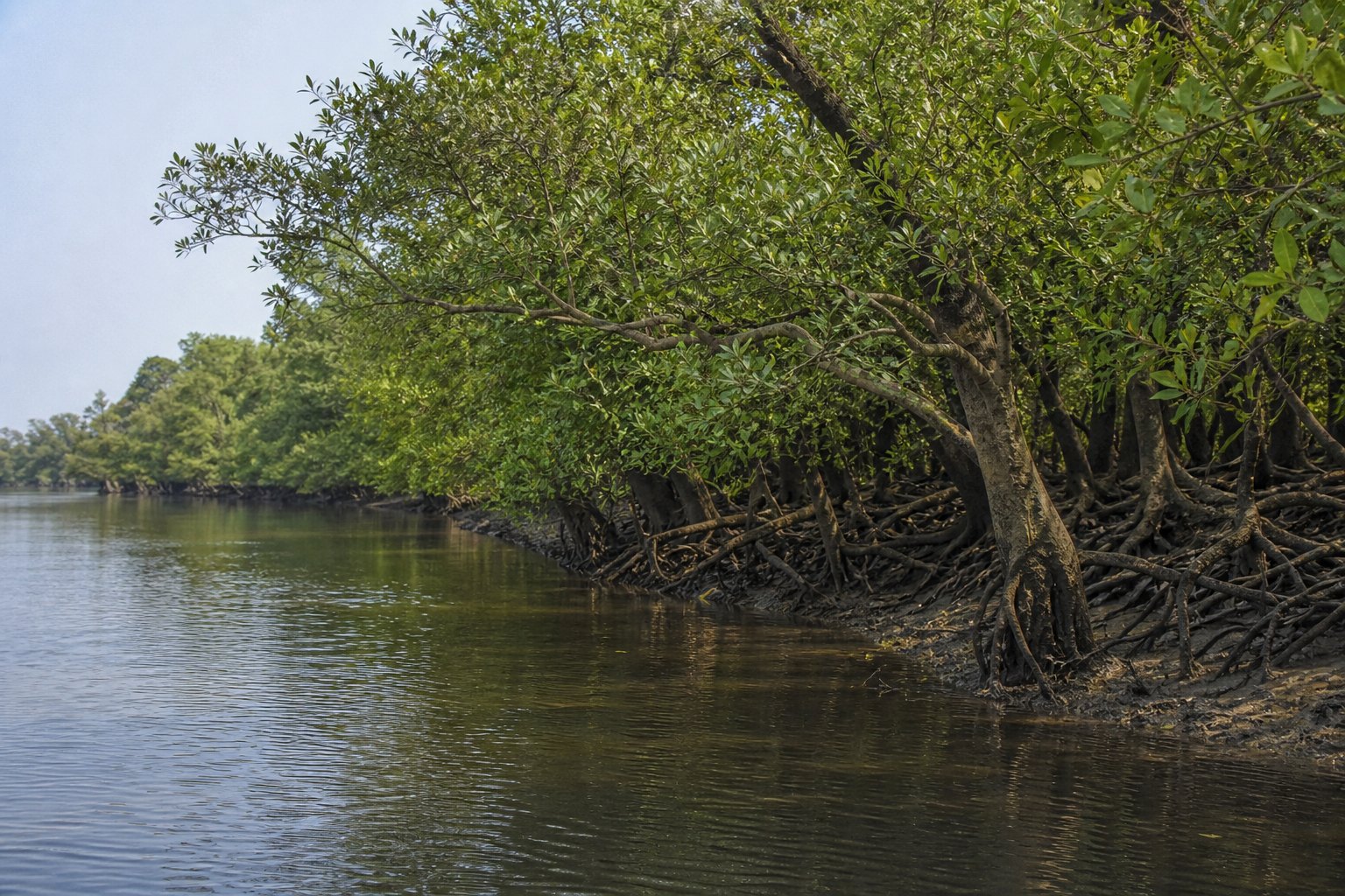 Bangladesh Mangroves