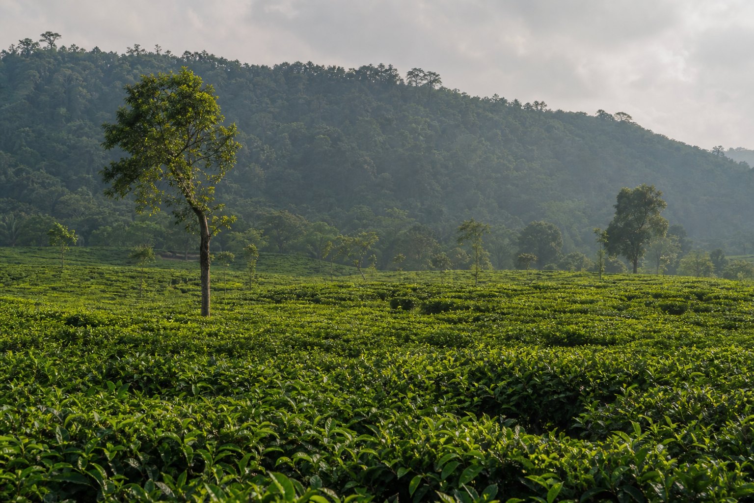 Bangladesh Tea Fields