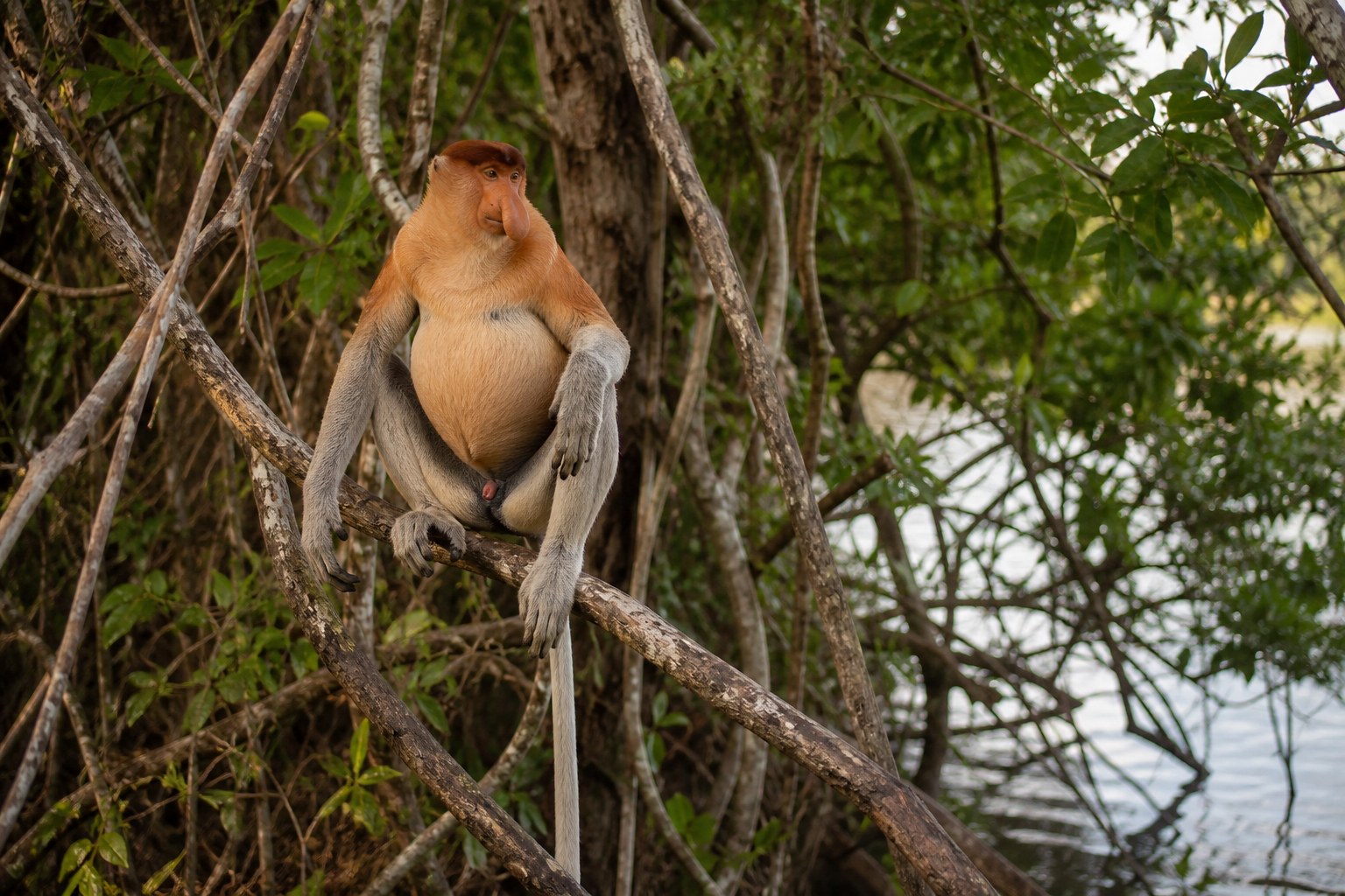A male proboscis monkey in riverside mangrove, endemic to Borneo