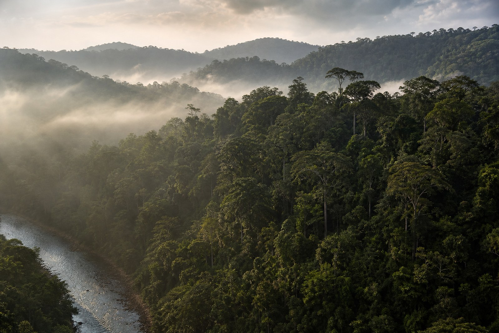 Mist over unbroken primary rainforest in Ulu Temburong National Park, Brunei