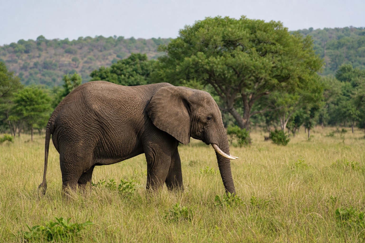 Burkina Elephant
