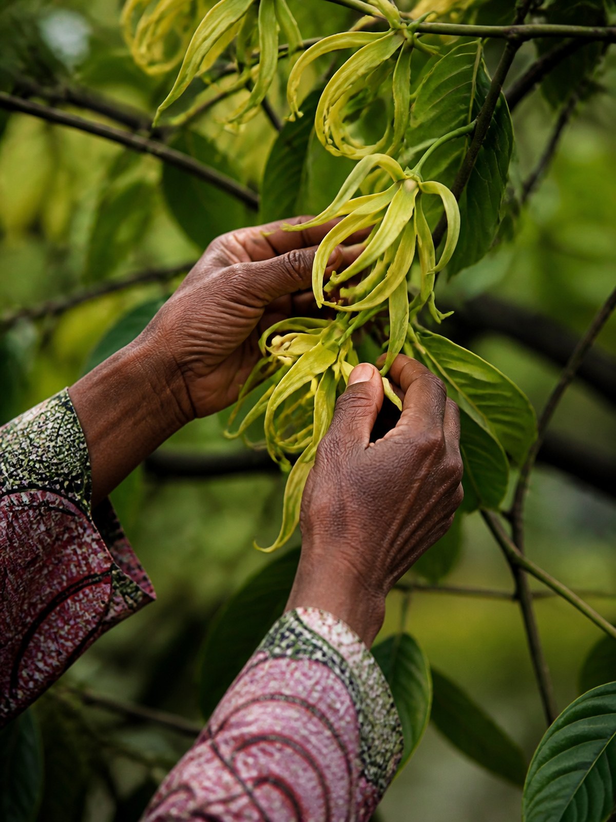 Ylang-ylang flowers and a copper distillery, Comoros