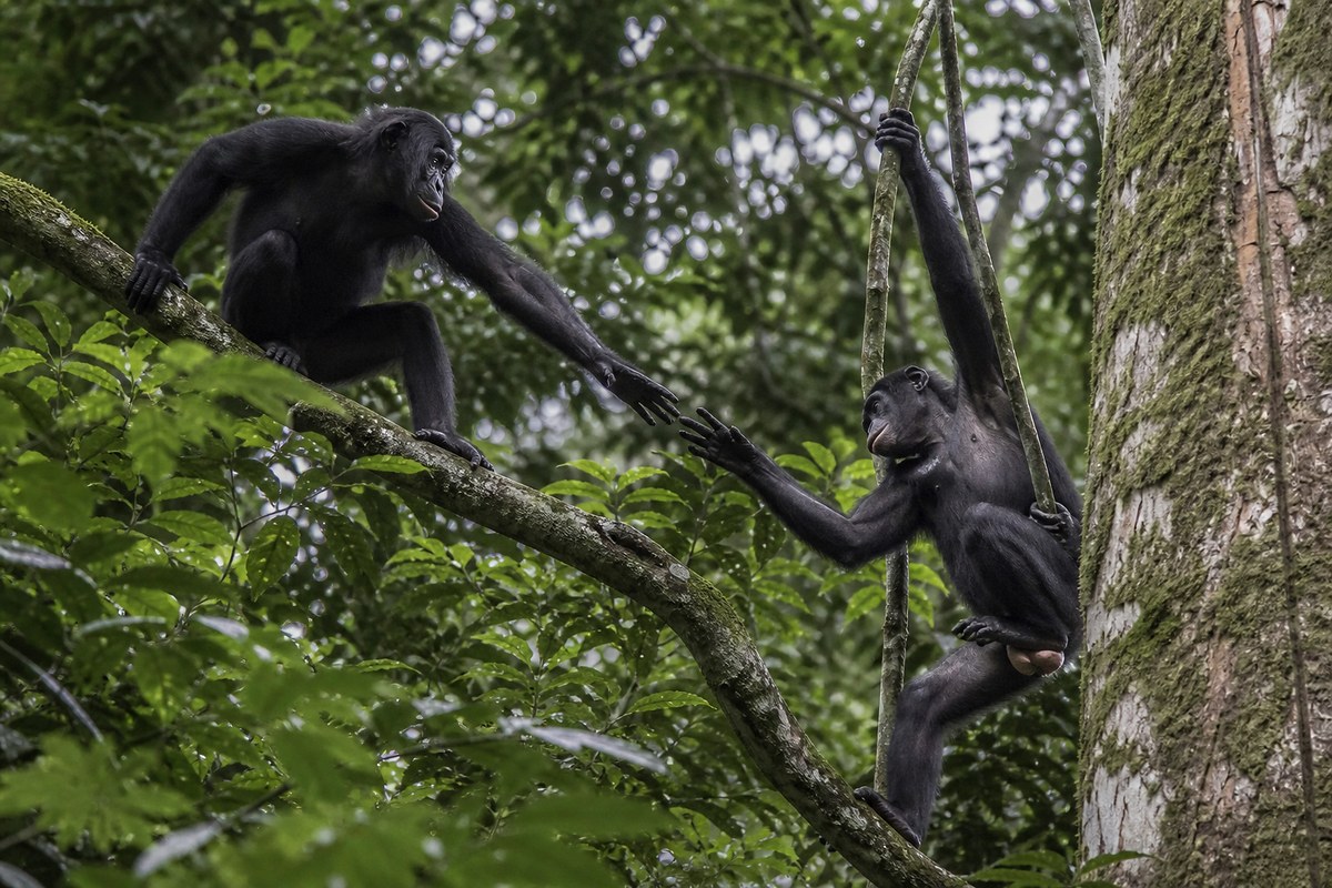Two bonobos climbing lianas in the forest