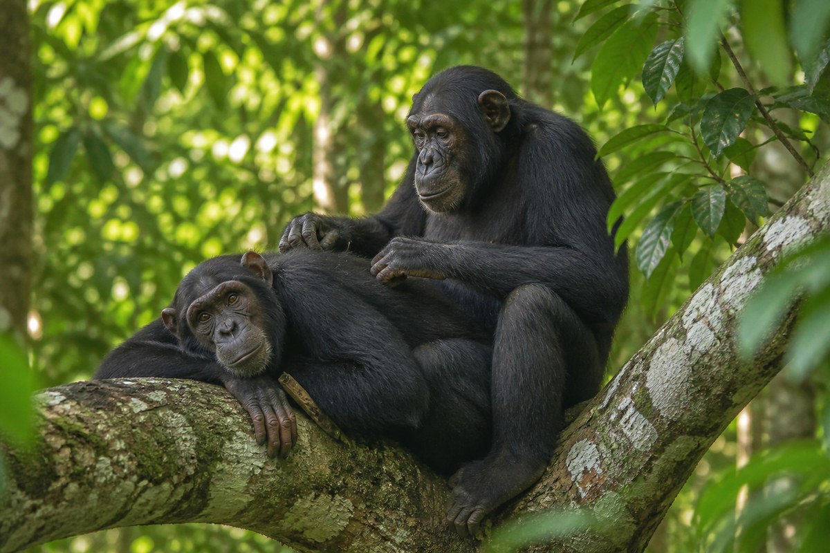 Two rescued chimpanzees grooming at Tchimpounga sanctuary