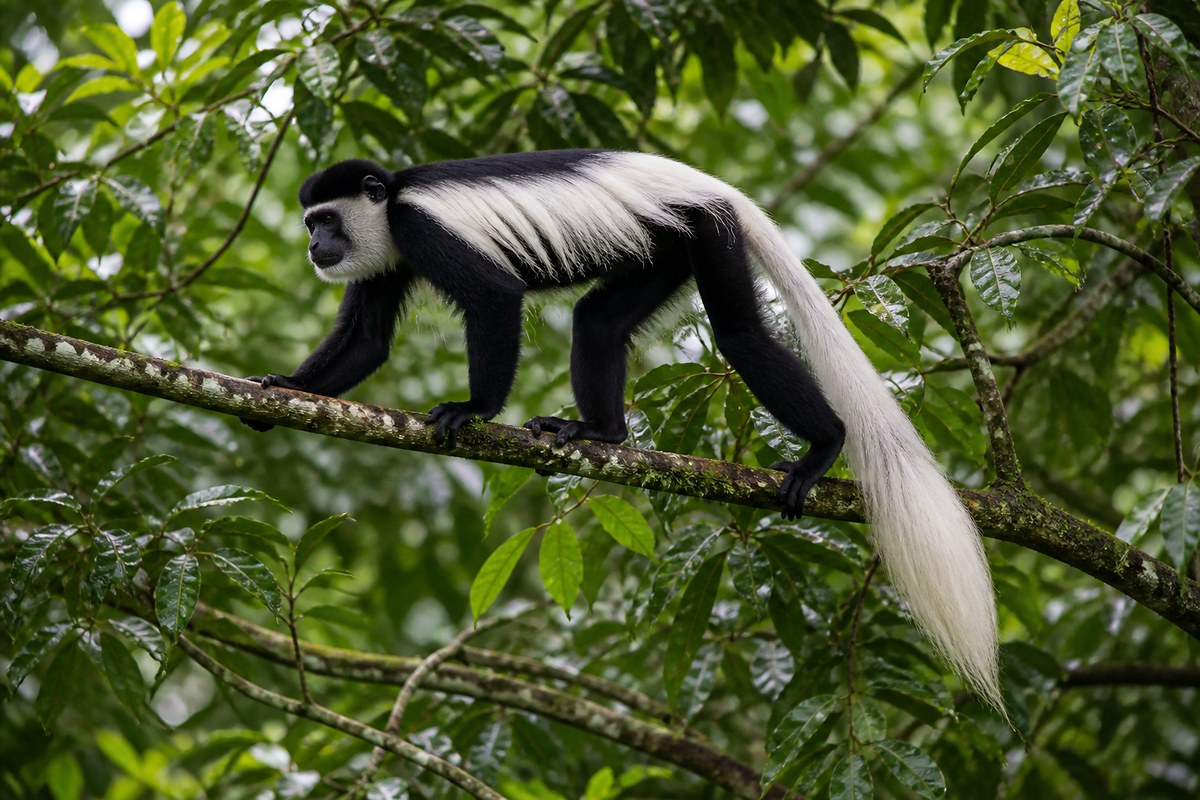 A black-and-white colobus monkey moving through the Congo Basin canopy