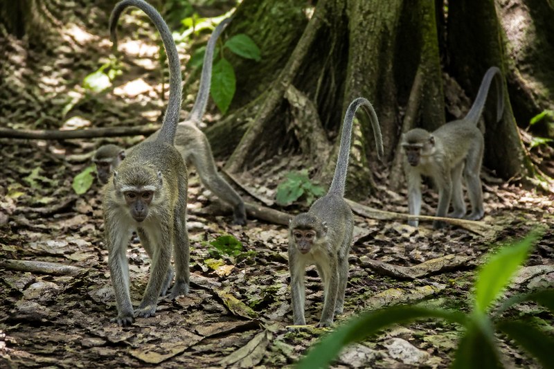 Agile mangabeys foraging on the forest floor near Bai Hokou