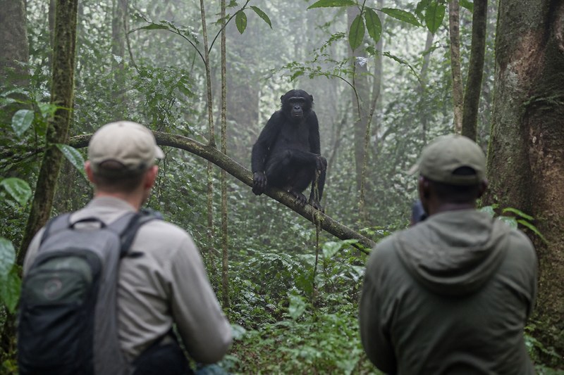 A bonobo in the forest near Nkala