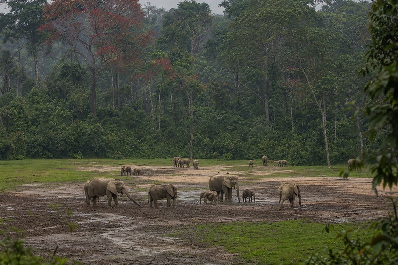 Forest elephants in the clearing at Dzanga Bai