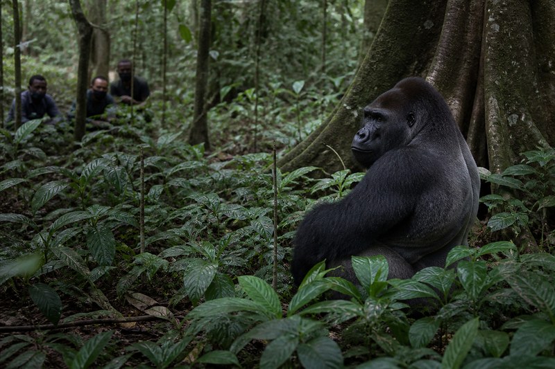 Trackers watching a lowland gorilla in Dzanga-Sangha