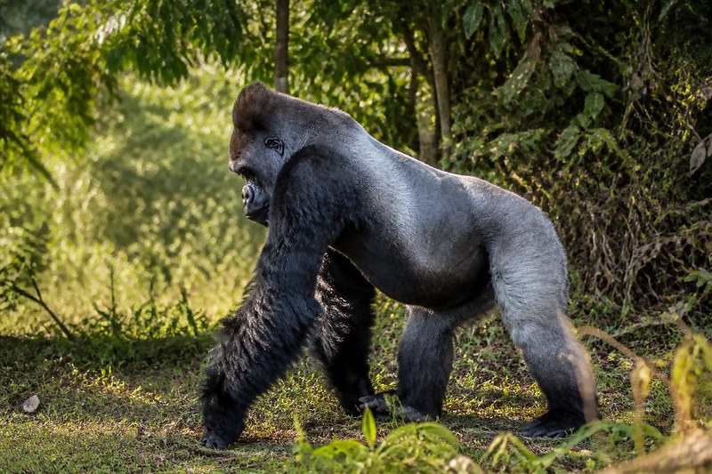 A western lowland gorilla at the Lesio Louna reserve