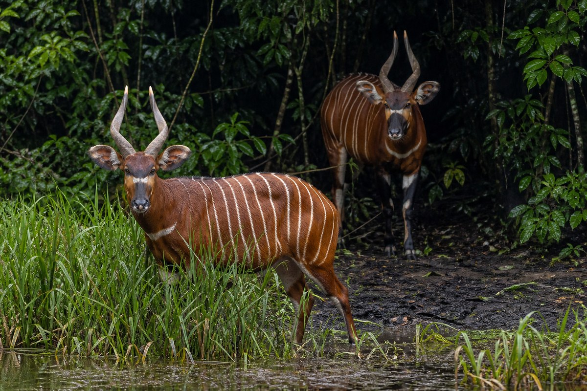 Two bongo antelope emerging at a Dzanga-Sangha forest bai