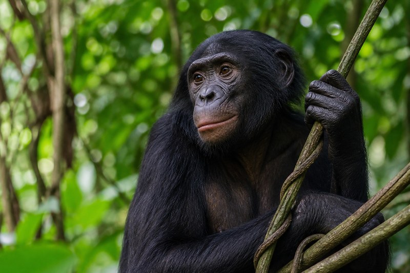 An adult bonobo resting among vines in the DRC rainforest