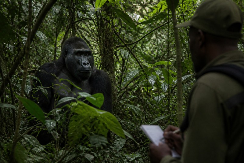 A researcher observing a western lowland gorilla during habituation work