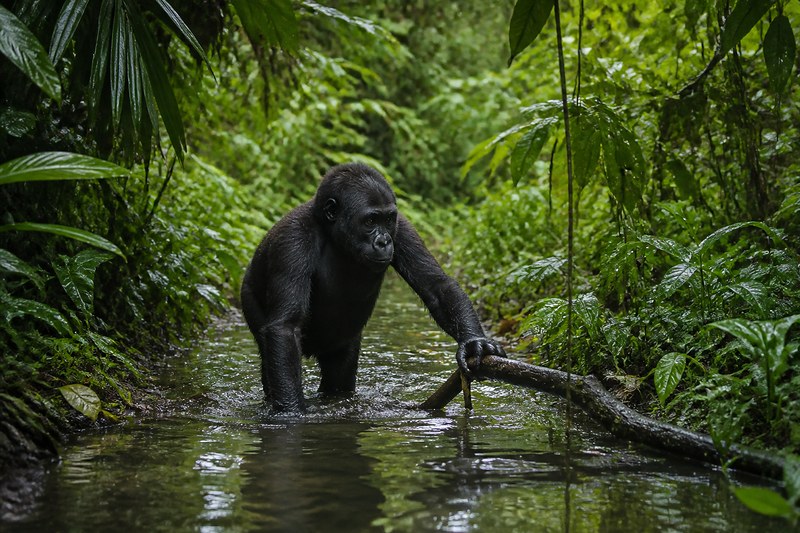 A silverback gorilla crossing a forest stream
