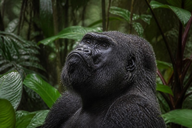 A western lowland gorilla in the rainforest of Nouabalé-Ndoki