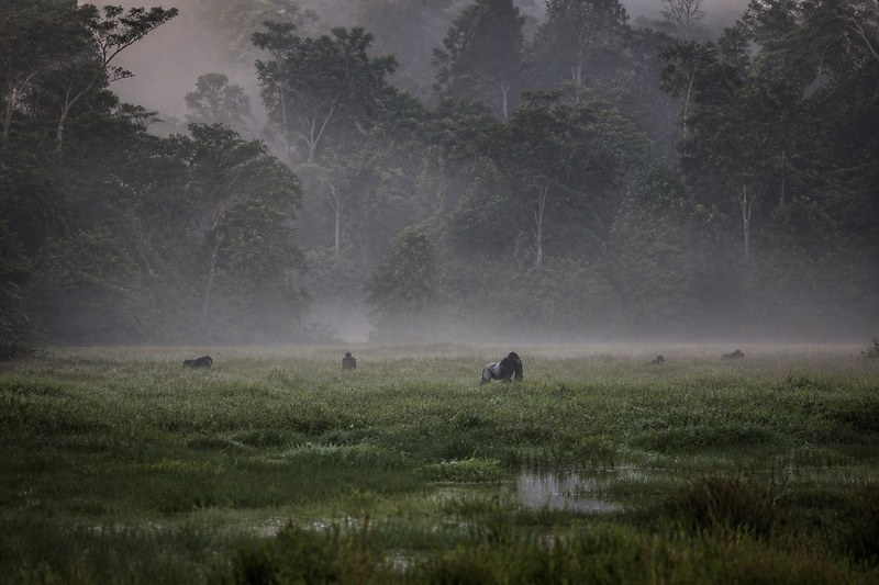 Gorillas in a forest clearing at Odzala-Kokoua