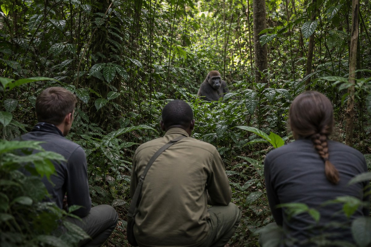 Two trackers watching a western lowland gorilla in the forest
