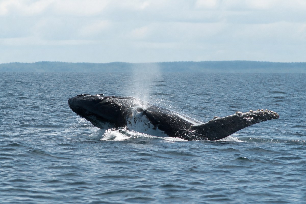 A humpback whale surfacing off Pointe-Noire on the Atlantic coast