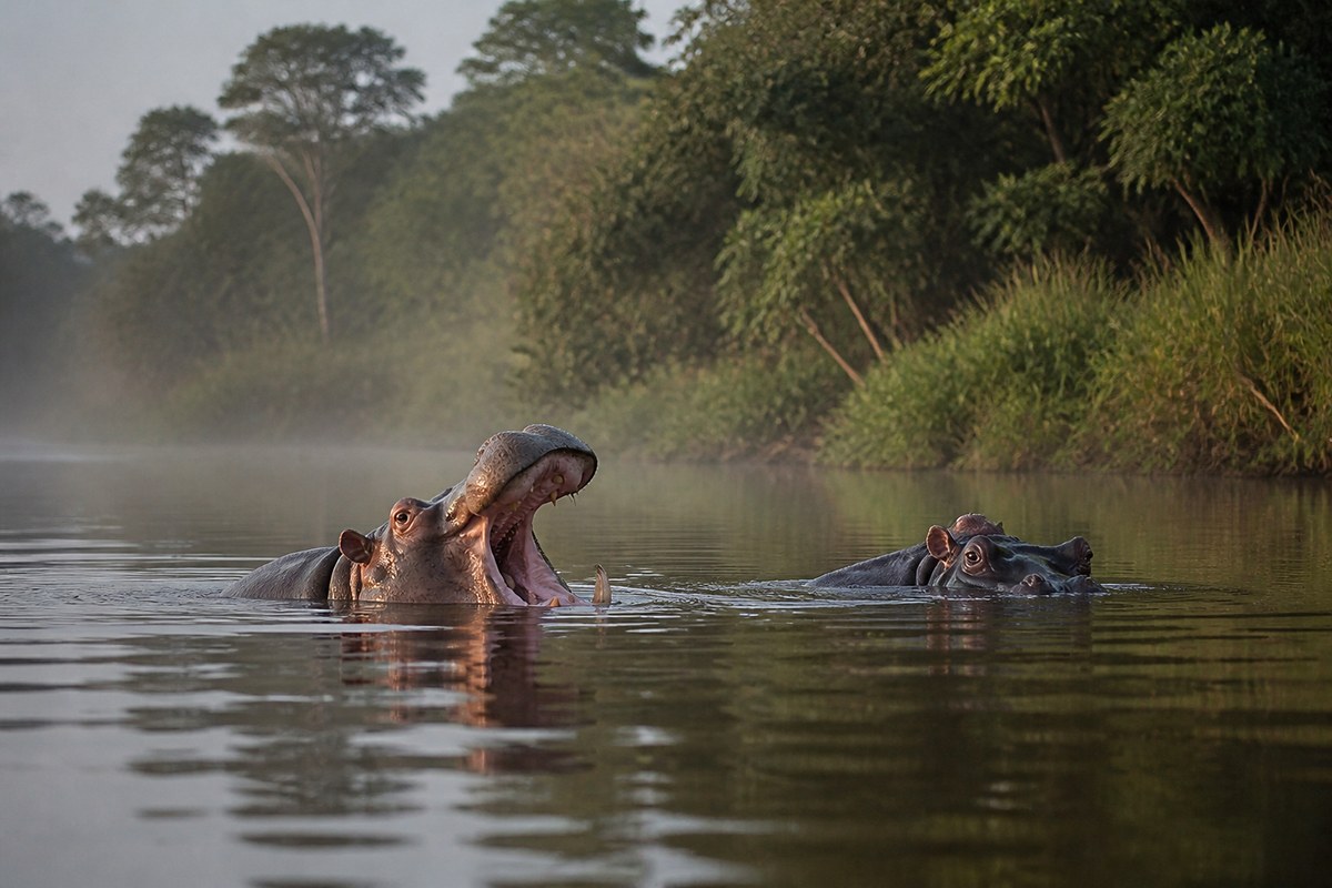 A hippo yawning in the Lefini River