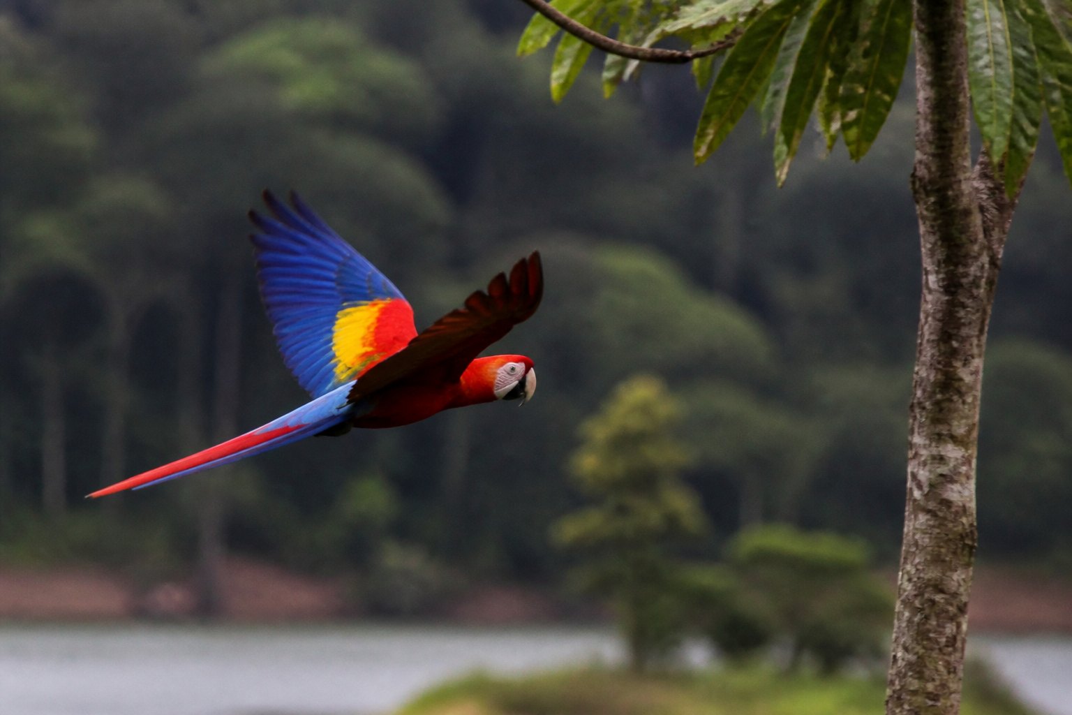 Costa Rica Macaw