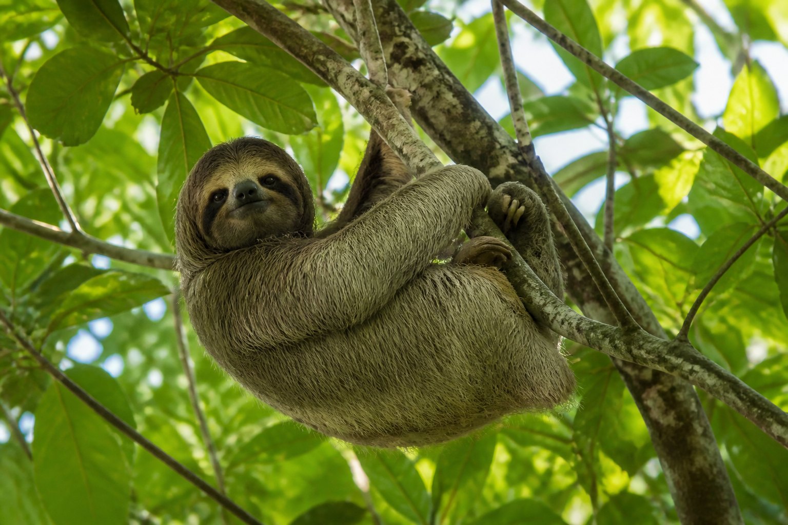 Costa Rica Sloth