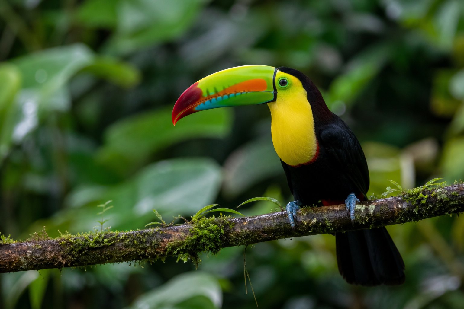 Costa Rica Toucan