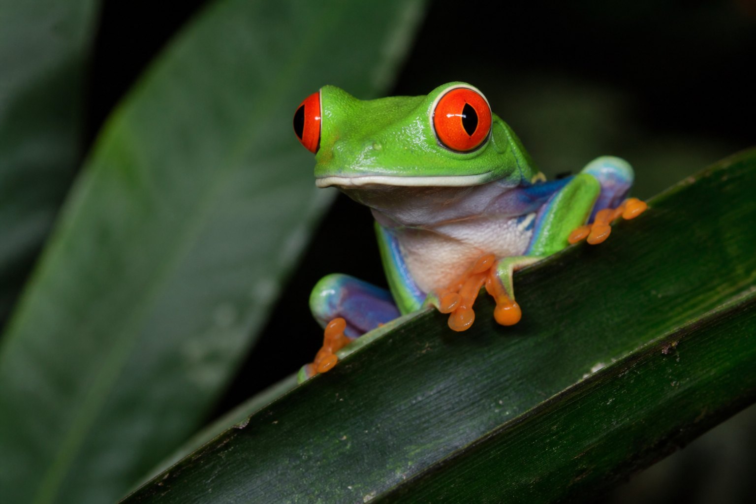 Costa Rica Tree Frog