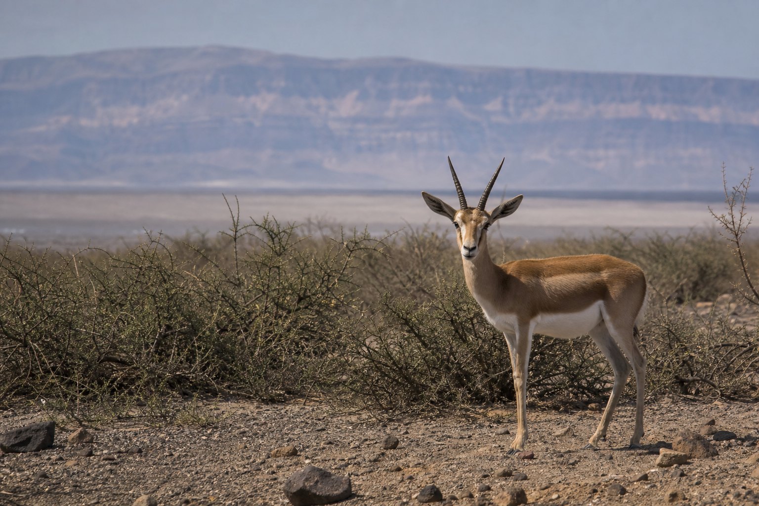 Djibouti Gazelle