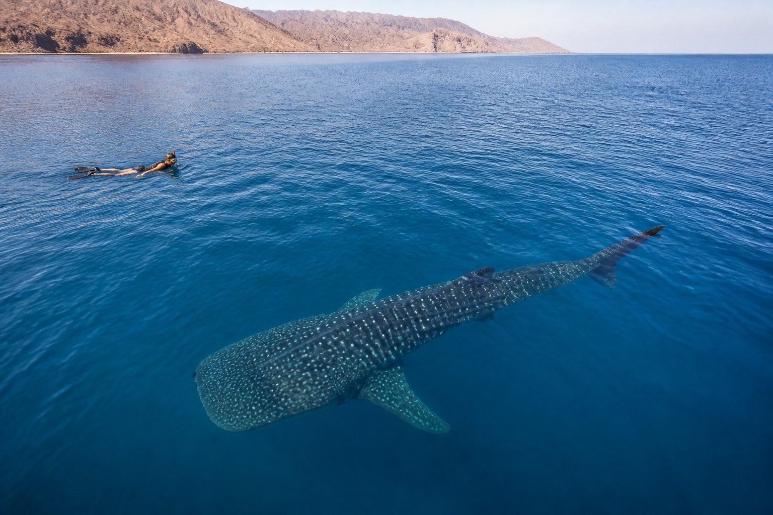 Djibouti Gulf of Tadjoura Whale Shark Snorkeler
