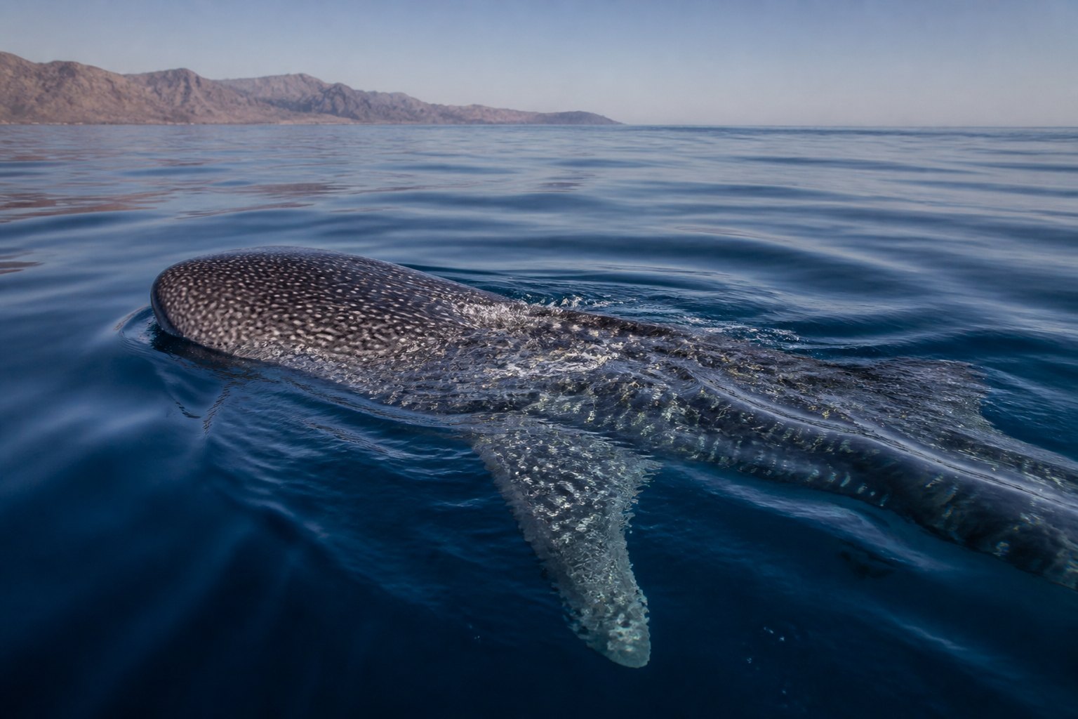 Djibouti Whale Shark