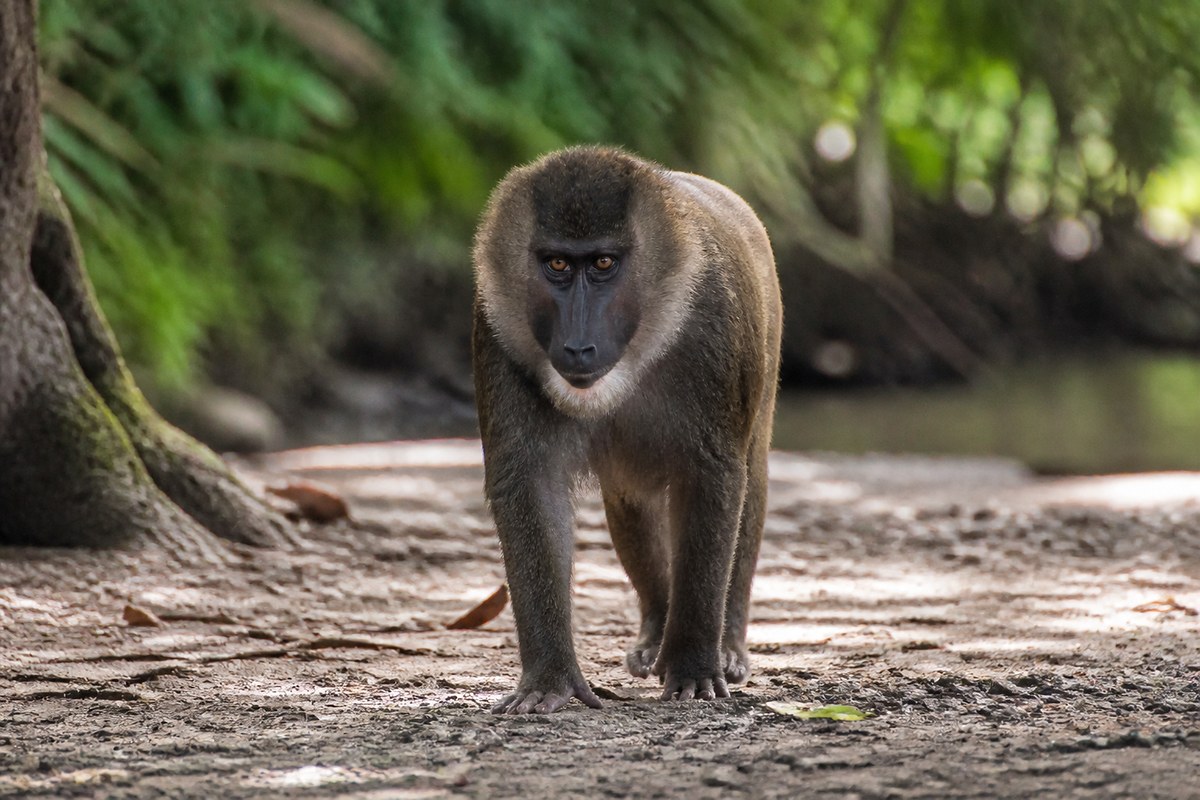 A drill monkey, one of Bioko's seven primate species