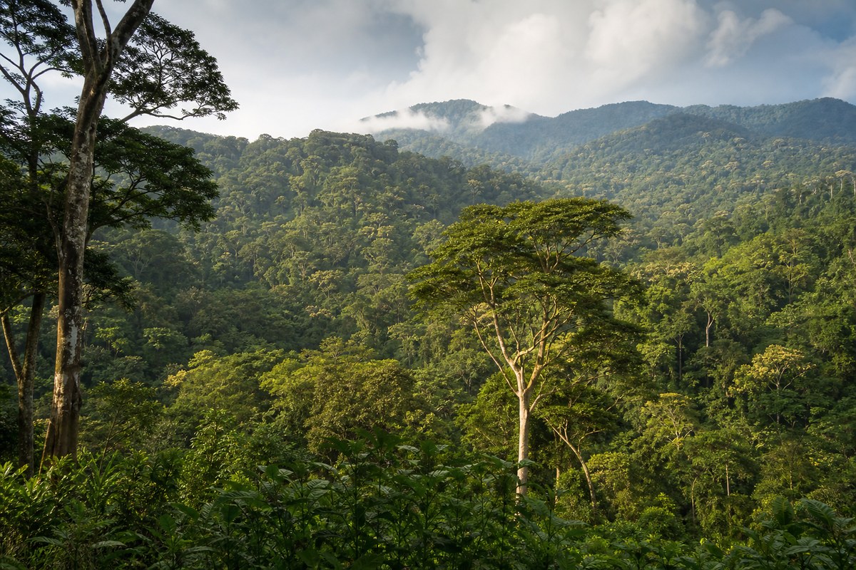Rainforest in Monte Alén National Park, Equatorial Guinea