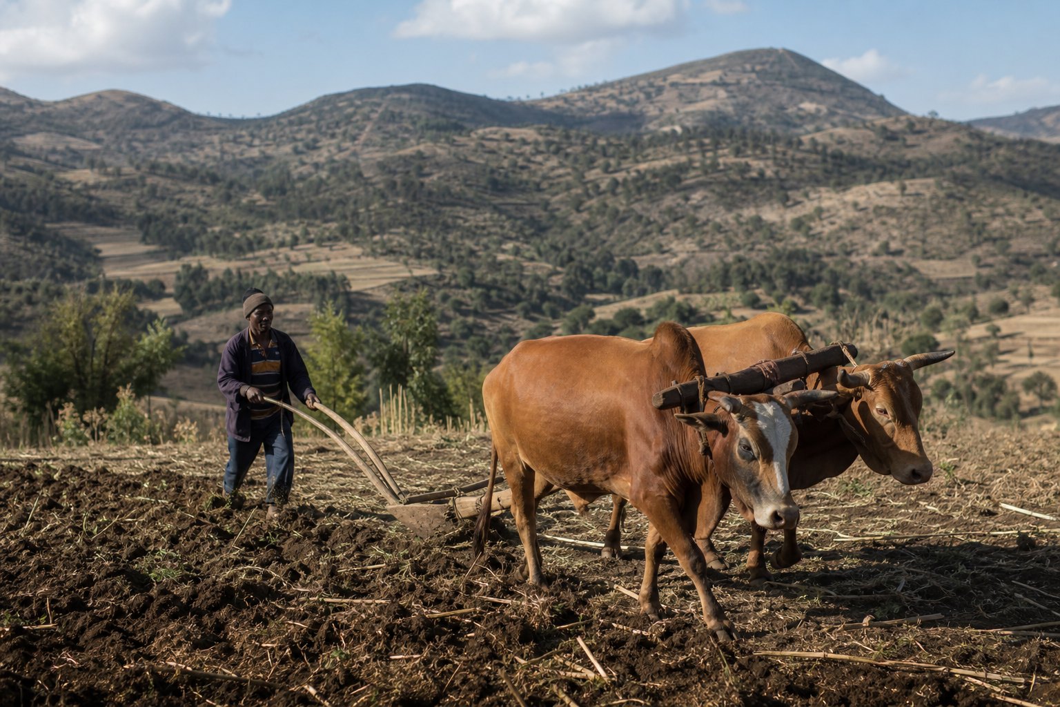 Eritrea Highlands Farmer