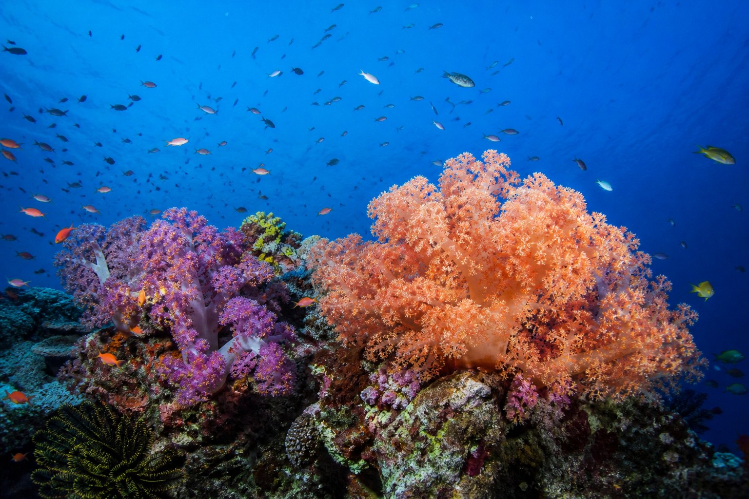 Fiji Somosomo Strait Soft Coral Reef