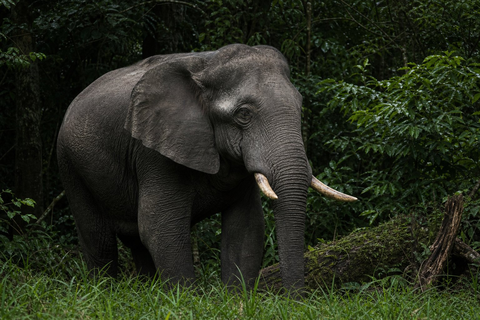 Gabon Elephant