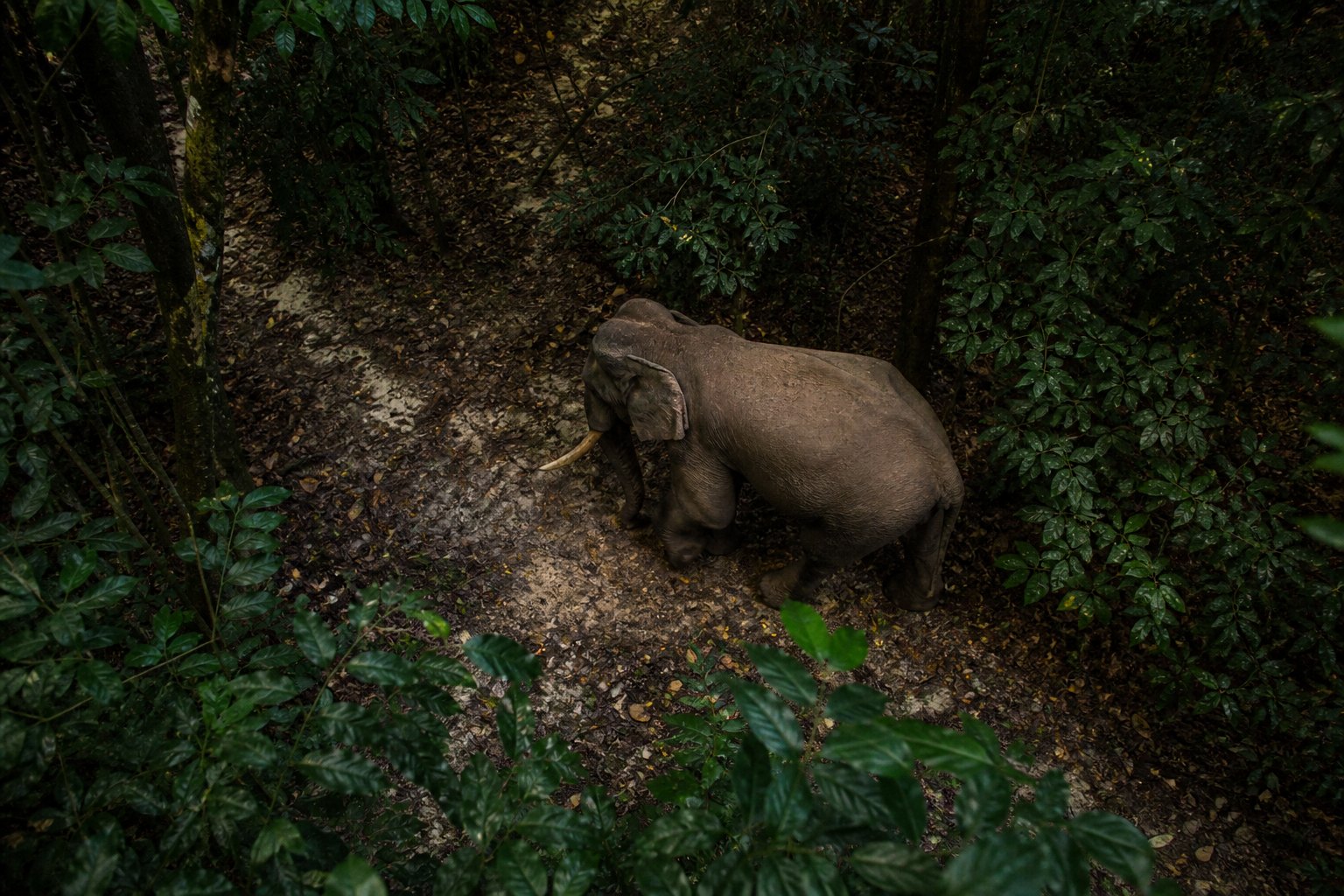 Gabon Forest Elephant