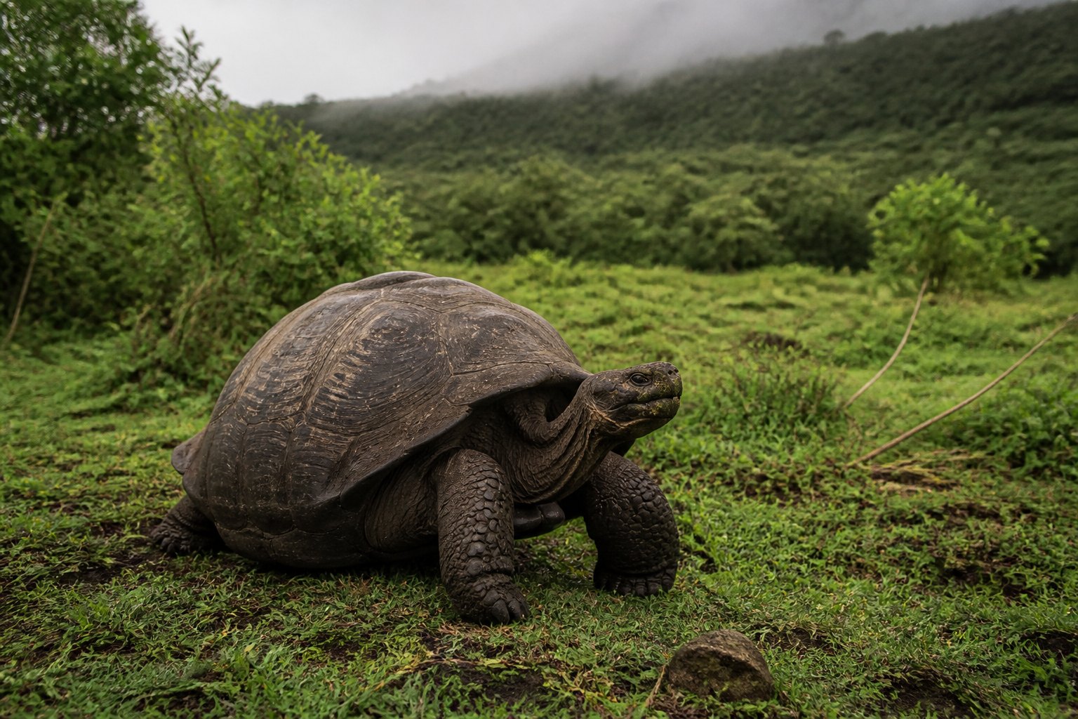 Galapagos Giant Tortoise
