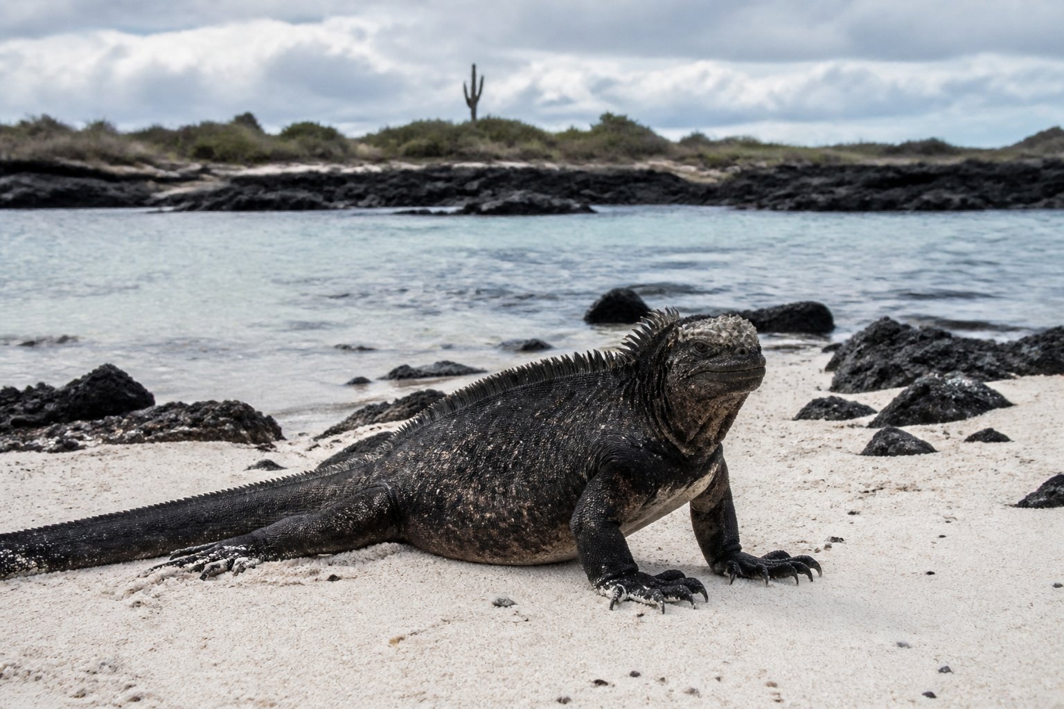 Galapagos Marine Iguana