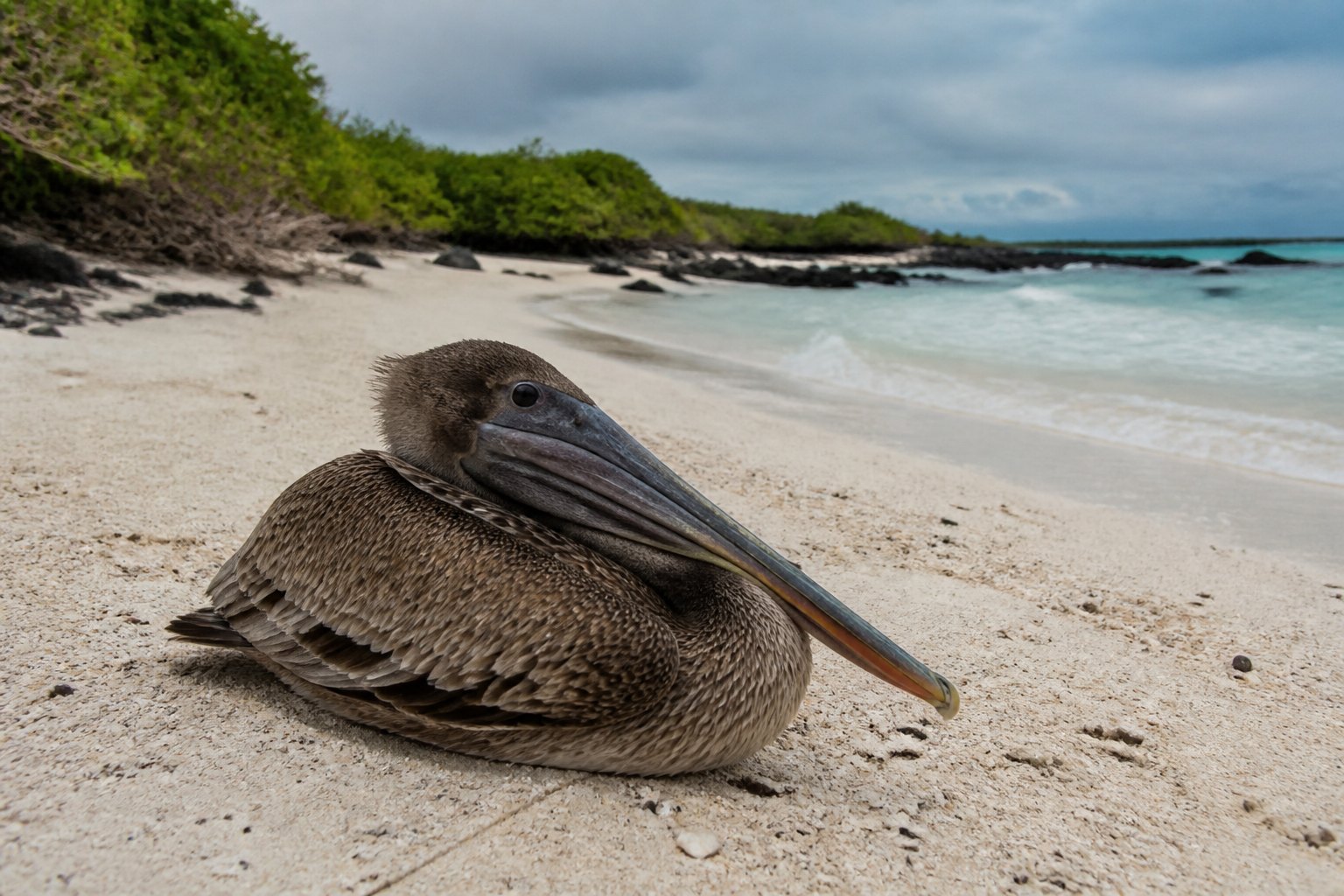Galapagos Pelican