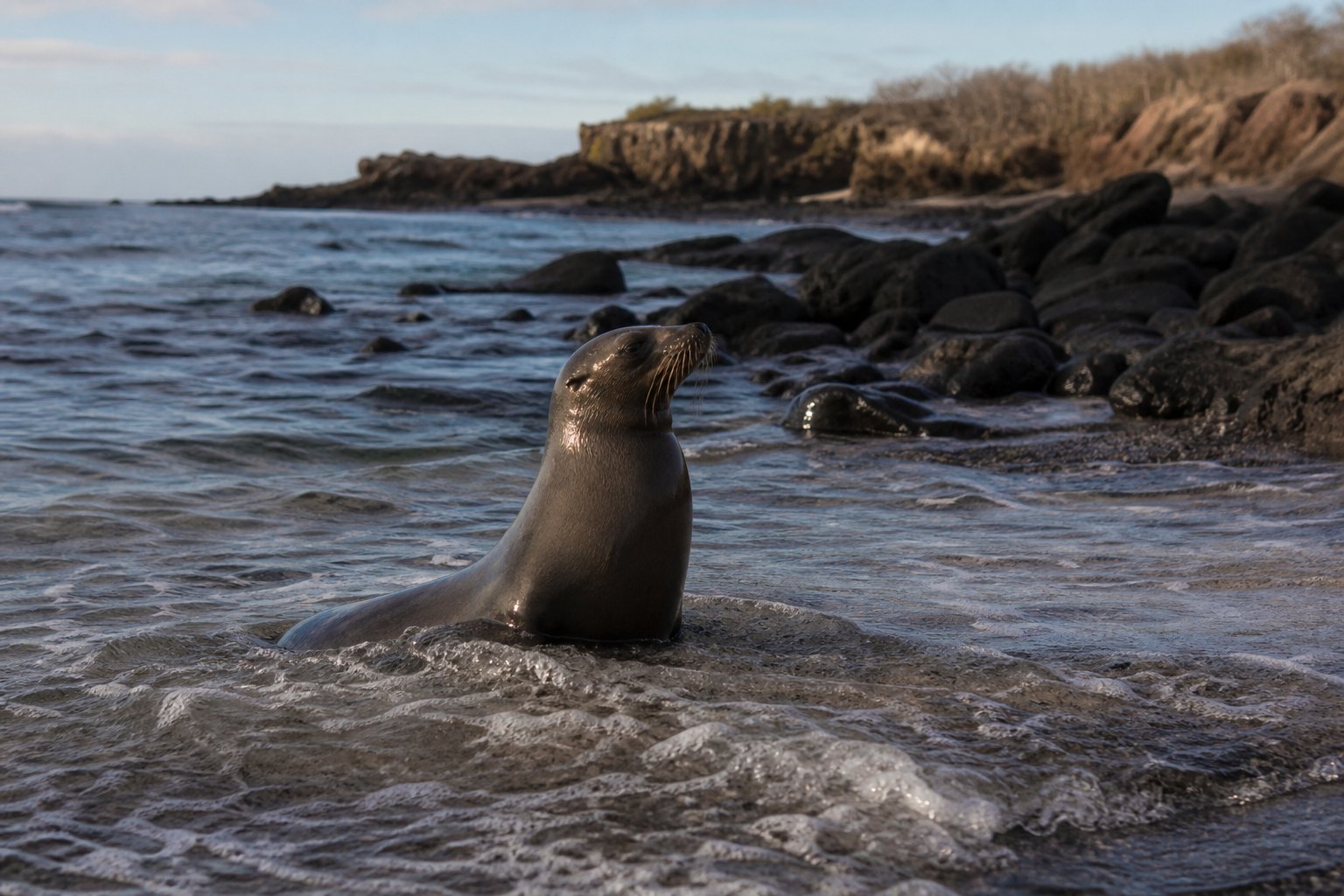 Galapagos Sea Lion