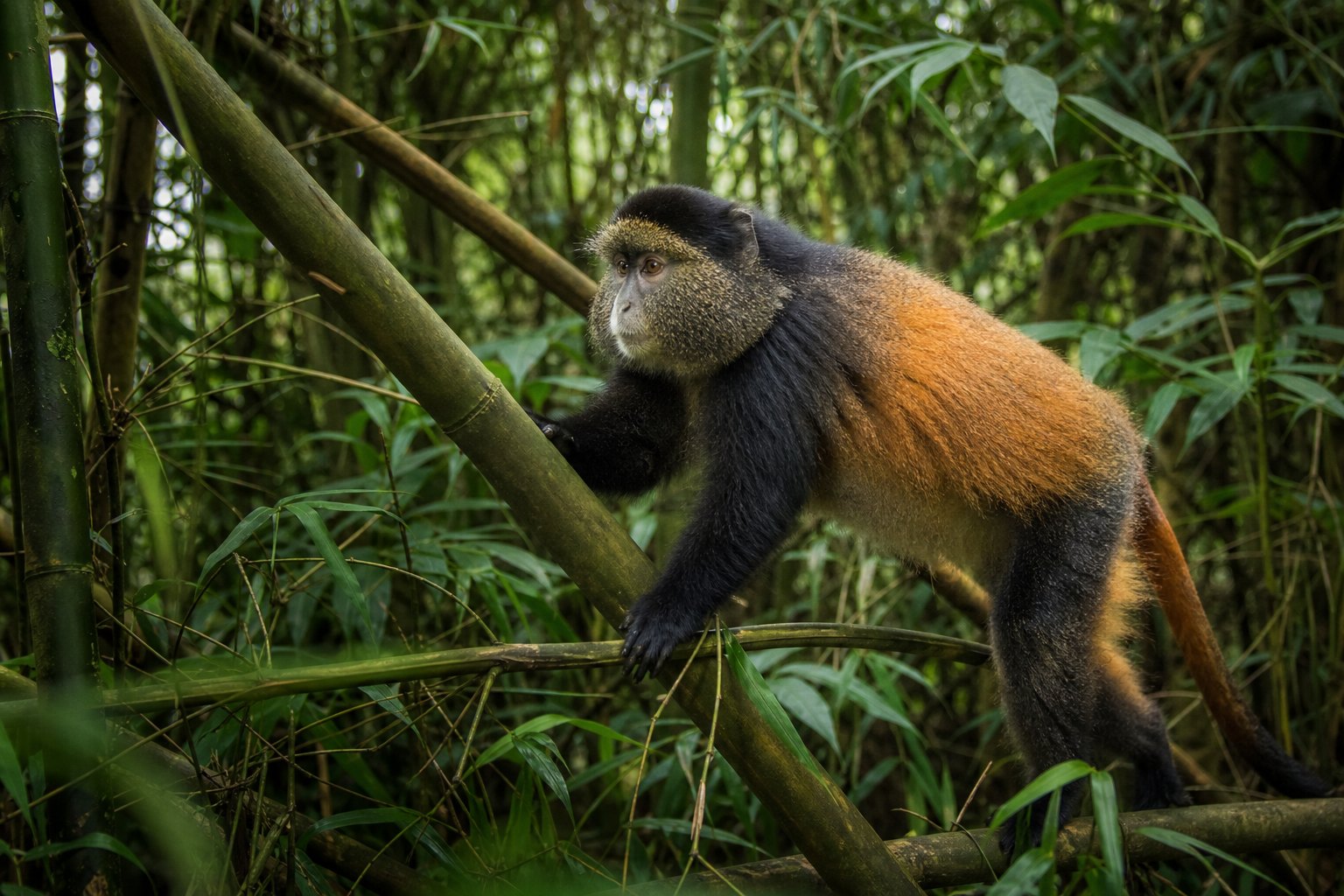 Gorilla Golden Monkey