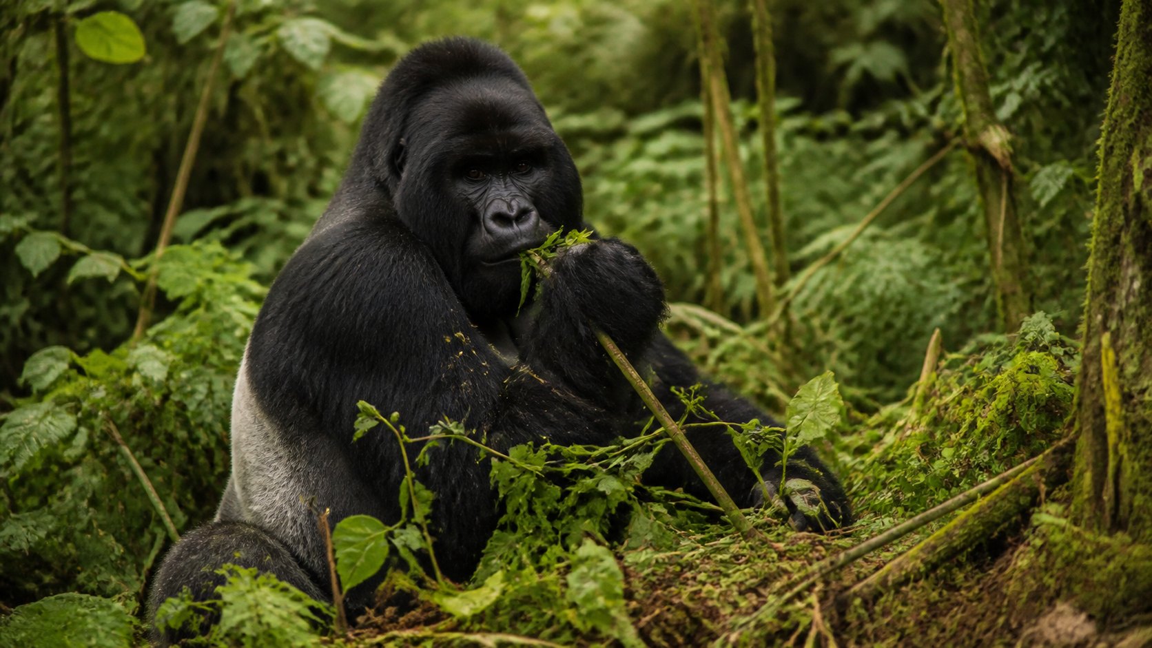 Gorilla Silverback